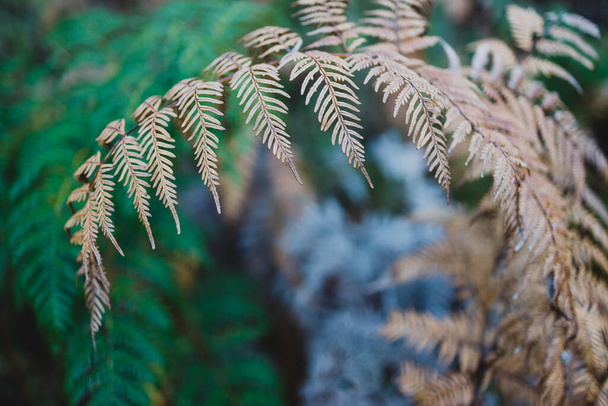 close-up of fern plant with golden and green branches shot at shallow depth of field - Fotó, kép