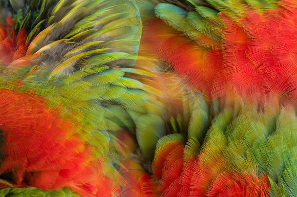 Малый ара перья (красный и зеленый ара
) - Фото, изображение