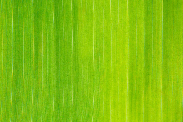 Close-up van verlicht bananenblad patroon met zonlicht textuur achtergrond - Foto, afbeelding