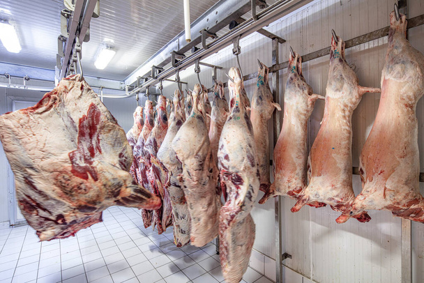 Industrie de la viande, viandes suspendues dans l'entrepôt frigorifique. Les carcasses et les bovins d'agneau coupés et pendus au crochet dans un abattoir. Coupe halal
. - Photo, image