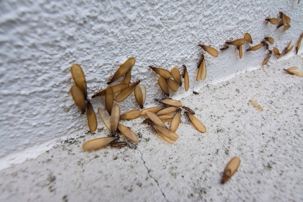 Muchos Alates termitas insecto alado en el suelo
. - Foto, imagen