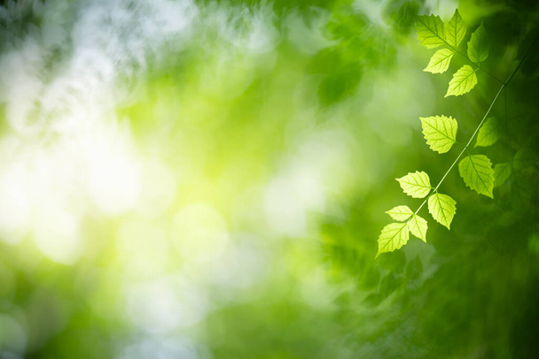 Natura della foglia verde in giardino utilizzando come sfondo pagina di copertina naturale
 - Foto, immagini