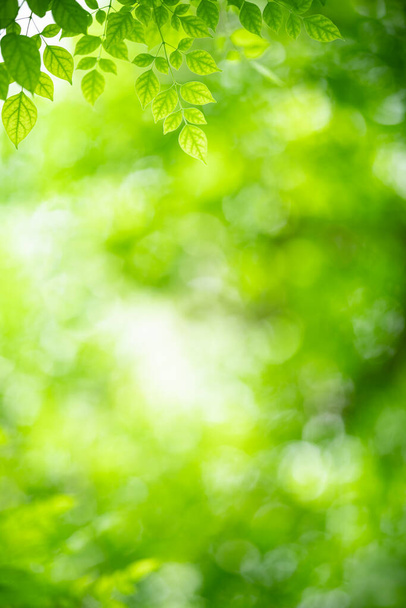 Bela vista da natureza da folha verde no fundo vegetação borrada no jardim com espaço de cópia usando como fundo natural folhas verdes plantas paisagem, ecologia, conceito de papel de parede fresco
. - Foto, Imagem
