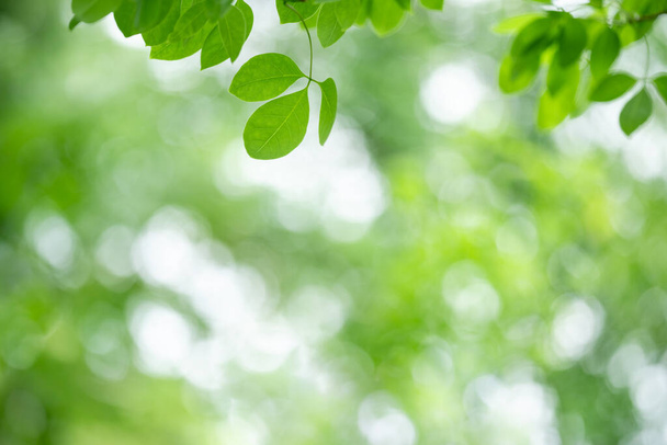 Schöne Natur Ansicht des grünen Blattes auf verschwommenem Grün Hintergrund im Garten mit Kopierraum als Hintergrund natürliche grüne Blätter Pflanzen Landschaft, Ökologie, frische Tapete Konzept. - Foto, Bild