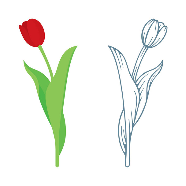Tulipán. Realisztikus lapos stílus és kézzel rajzolt tulipán készlet. Tulipán vázlat rajz.  - Vektor, kép