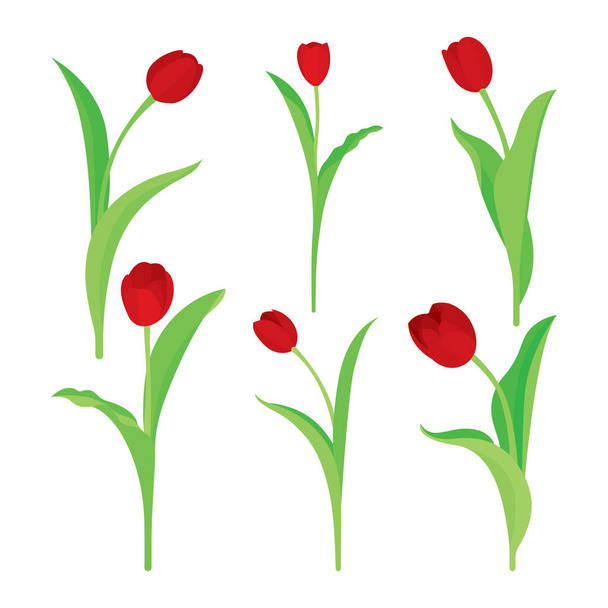 Tulip. Realistic flat style tulips set. - Vektör, Görsel