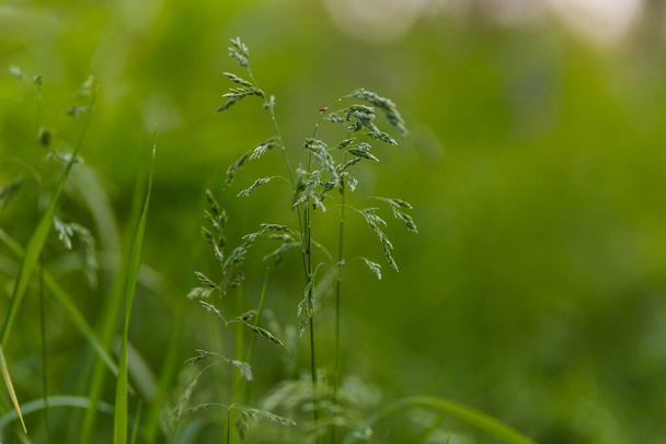 June green grass flowering in the meadow summer time - Φωτογραφία, εικόνα