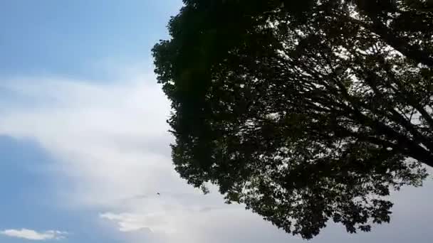 Silueta de árbol con hojas balanceándose por la tormenta de viento huracán en el fondo con cielo azul con nubes y sol brillante. Disparo de mano
. - Imágenes, Vídeo