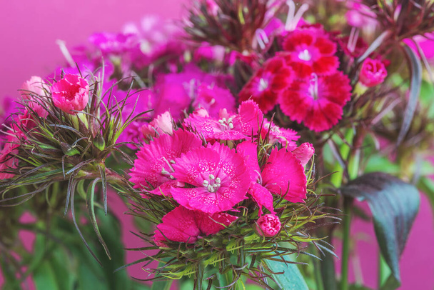 Purple color of Turkish carnation flower, macro. Bearded clove, or Turkish clove (Dianthus barbatus) is a perennial plant from the clove family, but is cultivated in gardens as a biennial plant. - Photo, Image