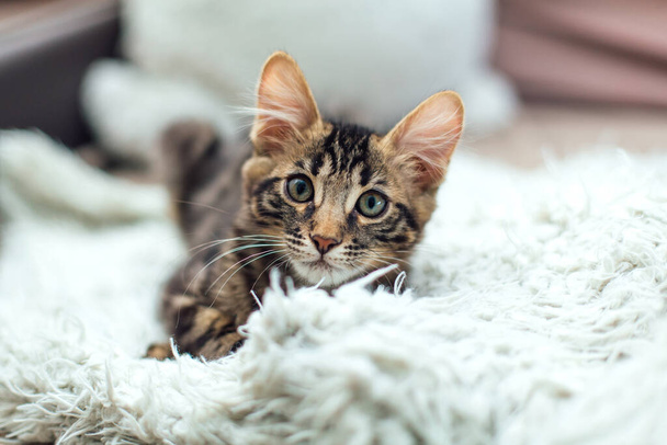 Little charcoal longhair bengal kitty laying on the white blanket. - Valokuva, kuva