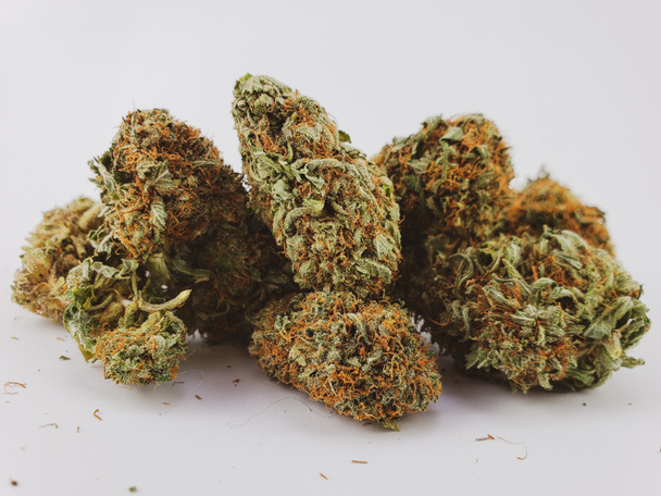 Gruppo di cime di cannabis Sativa a fiore secco davanti a uno sfondo biancoSativa
 - Foto, immagini