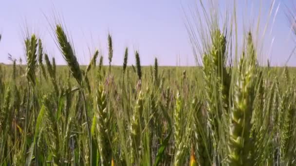 Ears of wheat ripen on the field. Shallow depth of field. - Footage, Video