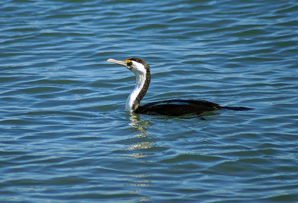 Great cormorant afloat - Photo, Image