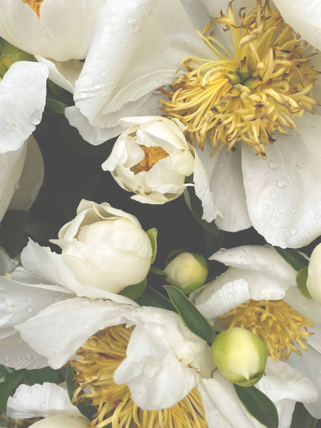 white peonies close up in full bloom - Fotó, kép