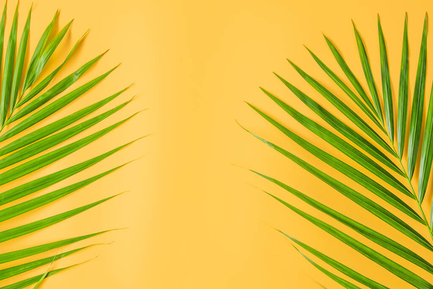 Feuille de palmier isolée sur fond orange. Concept de fond d'été. - Photo, image