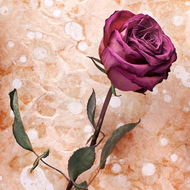 One burgundy rose flower on painted crumpled aged paper background close up, holiday invitation or greeting card design, romantic vintage floral artistic arrangement, celebration banner, copy space - Photo, Image