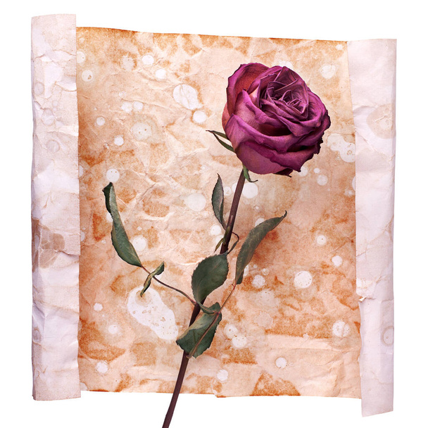 One burgundy rose flower on painted crumpled aged paper background close up, holiday invitation or greeting card design, romantic vintage floral artistic arrangement, celebration banner, copy space - Photo, Image
