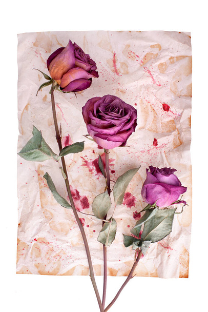 Three burgundy rose flowers on painted crumpled aged paper background close up isolated on white, holiday invitation or greeting card design, romantic vintage floral artistic arrangement, copy space - Photo, Image