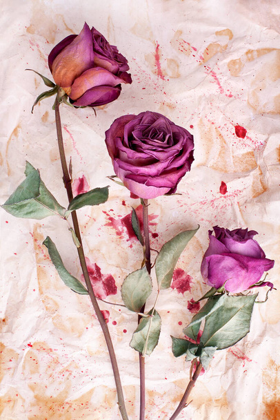 Três Borgonha rosa flores sobre pintado enrugado papel velho fundo close-up isolado no branco, convite de férias ou cartão de saudação design, arranjo artístico floral vintage romântico, espaço de cópia
 - Foto, Imagem