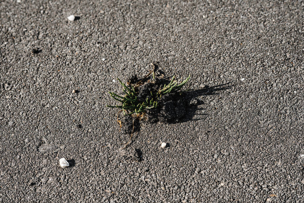 A sprout of grass sprouts through the asphalt making a crack. grass grows on the road - Zdjęcie, obraz
