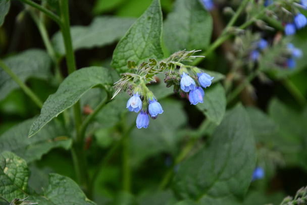 Symphytum caucasicum, Caucasian Comfrey (ook bekend als comphrey) is al lang bekend als een geneeskrachtig kruid, en het werd geteeld door oude beschavingen voor zijn krachtige eigenschappen. Blauwe bloem. - Foto, afbeelding