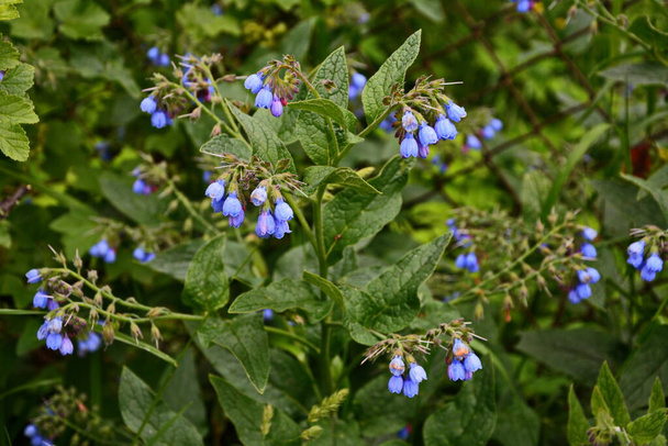 Symphytum caucasicum, Caucasian Comfrey (ook bekend als comphrey) is al lang bekend als een geneeskrachtig kruid, en het werd geteeld door oude beschavingen voor zijn krachtige eigenschappen. Blauwe bloem. - Foto, afbeelding