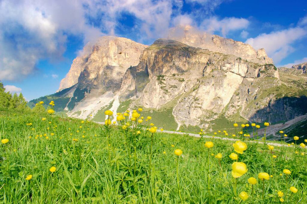Bonito pasto de montanha florescendo, Dolomites Itália, Alpes europeus
. - Foto, Imagem