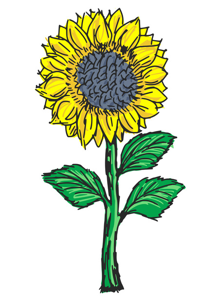 Sunflower - Vector, Image