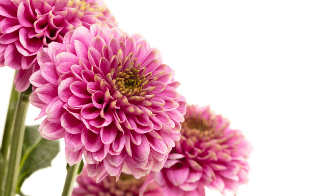 白を基調としたピンク色の新鮮な花 - 写真・画像