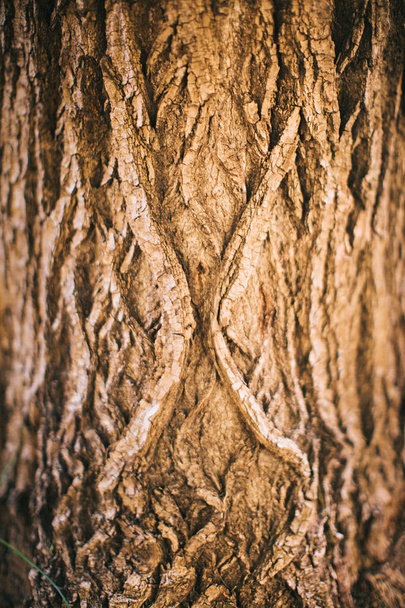 magic forest, roots and branches, color photo - Fotó, kép