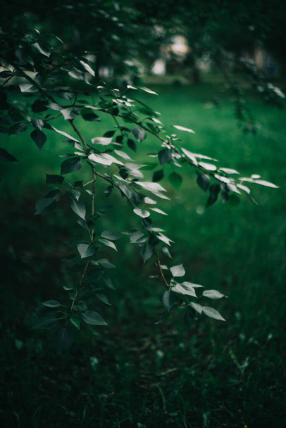 Dark green leaves, green leaves background, abstract natural background - 写真・画像