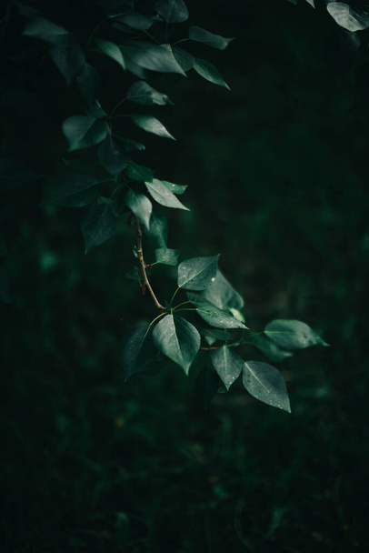 Dark green leaves, green leaves background, abstract natural background - Fotografie, Obrázek