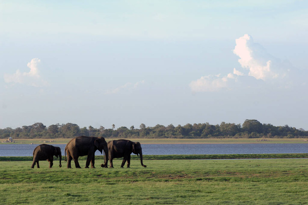 Elefántok Minneriya Nemzeti Park Srí Lanka - Fotó, kép