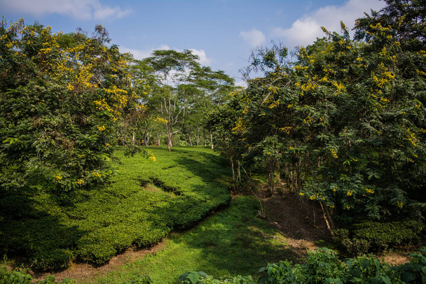 Vihreä tee puutarha Assam kasvanut alanko ja Brahmaputra River Valley, Golaghat. Teeviljelmät - Valokuva, kuva