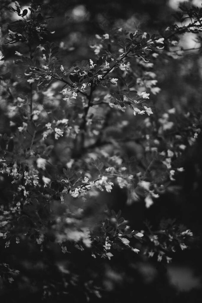Natural background from plants,monochrome - Photo, image