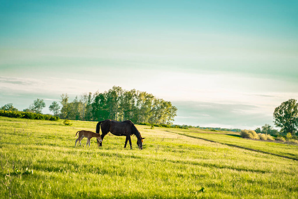 A horse with a foal grazes in a meadow. Green Forest. Panoramic view. High quality photo - Foto, Imagen