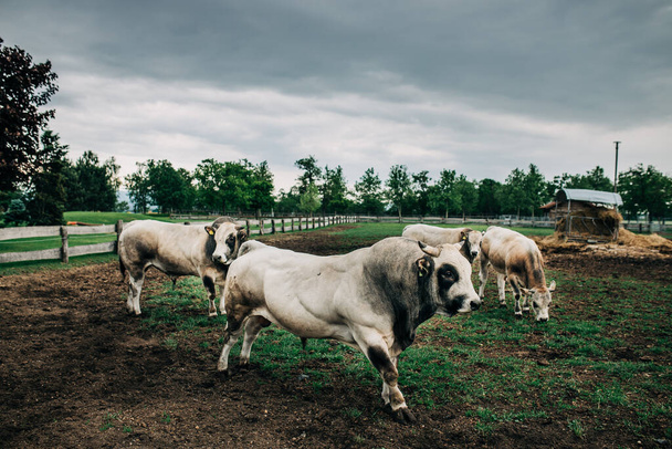 rotu Argentiinan sonni kasvatetaan lihaa varten - Valokuva, kuva
