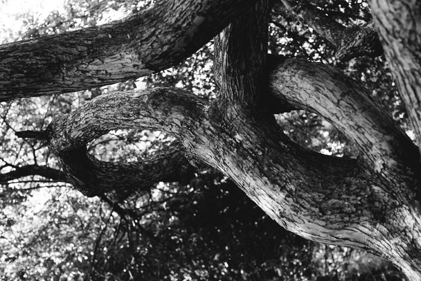 magic forest, roots and branches,black and white photo - Fotoğraf, Görsel