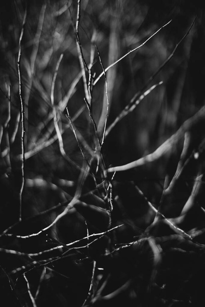 magic forest, roots and branches,black and white photo - Фото, зображення
