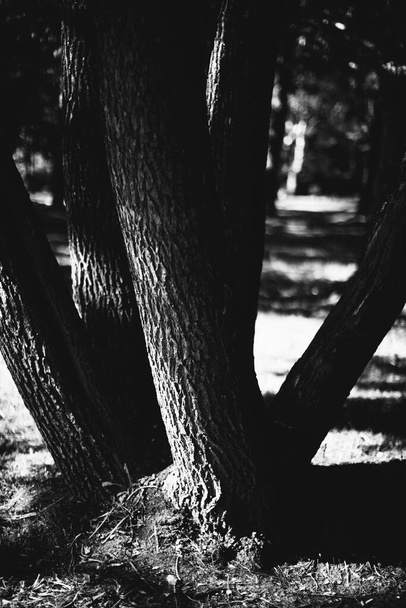 magic forest, roots and branches,black and white photo - Foto, Imagem