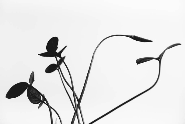 herbarium, pussies, bouquet of flowers on white background - Zdjęcie, obraz