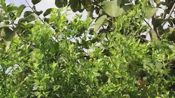 緑のレモンの木の葉が開いている環境で揺れている - 映像、動画