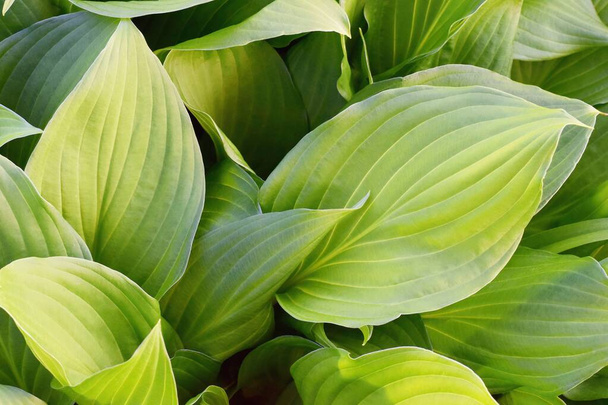 Friss zöld hosta levelek, Hosta plantaginea - Fotó, kép