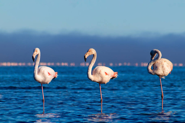 Aves silvestres africanas. Aves de grupo de flamencos africanos rosados caminando alrededor de la laguna azul en un día soleado - Foto, imagen