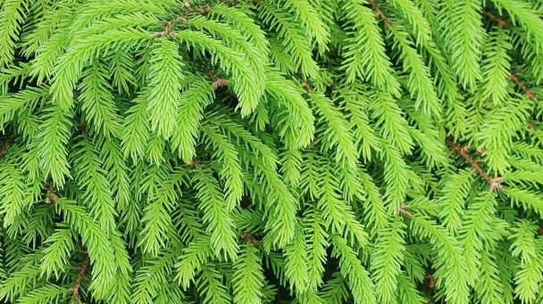 Čerstvě zelené smrkové jehličnanové větve zblízka, organická textura - Fotografie, Obrázek