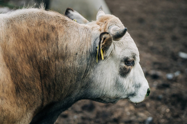 race de taureau argentin élevé pour la viande - Photo, image