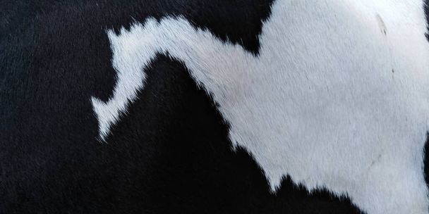 Patrón de piel de vaca blanca y negra
 - Foto, Imagen