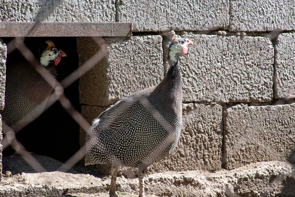 Oiseau guinéen, pintade dans une cage à oiseaux - Photo, image