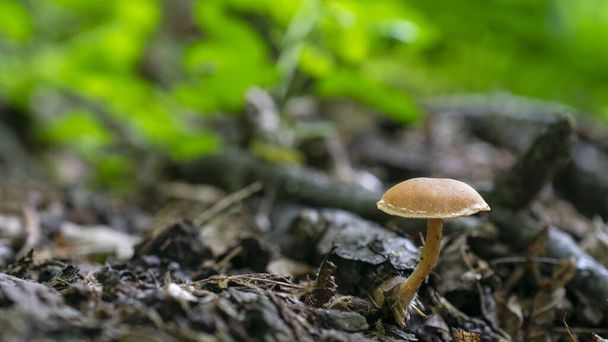 Cogumelo venenoso solitário em uma floresta escura
 - Foto, Imagem