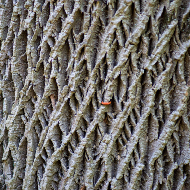Closeup of gray Ash tree bark in natural light with red staple. Ancient tree with thick deep bark in intricate tactile nature pattern background. Full frame in natural light.  - Zdjęcie, obraz
